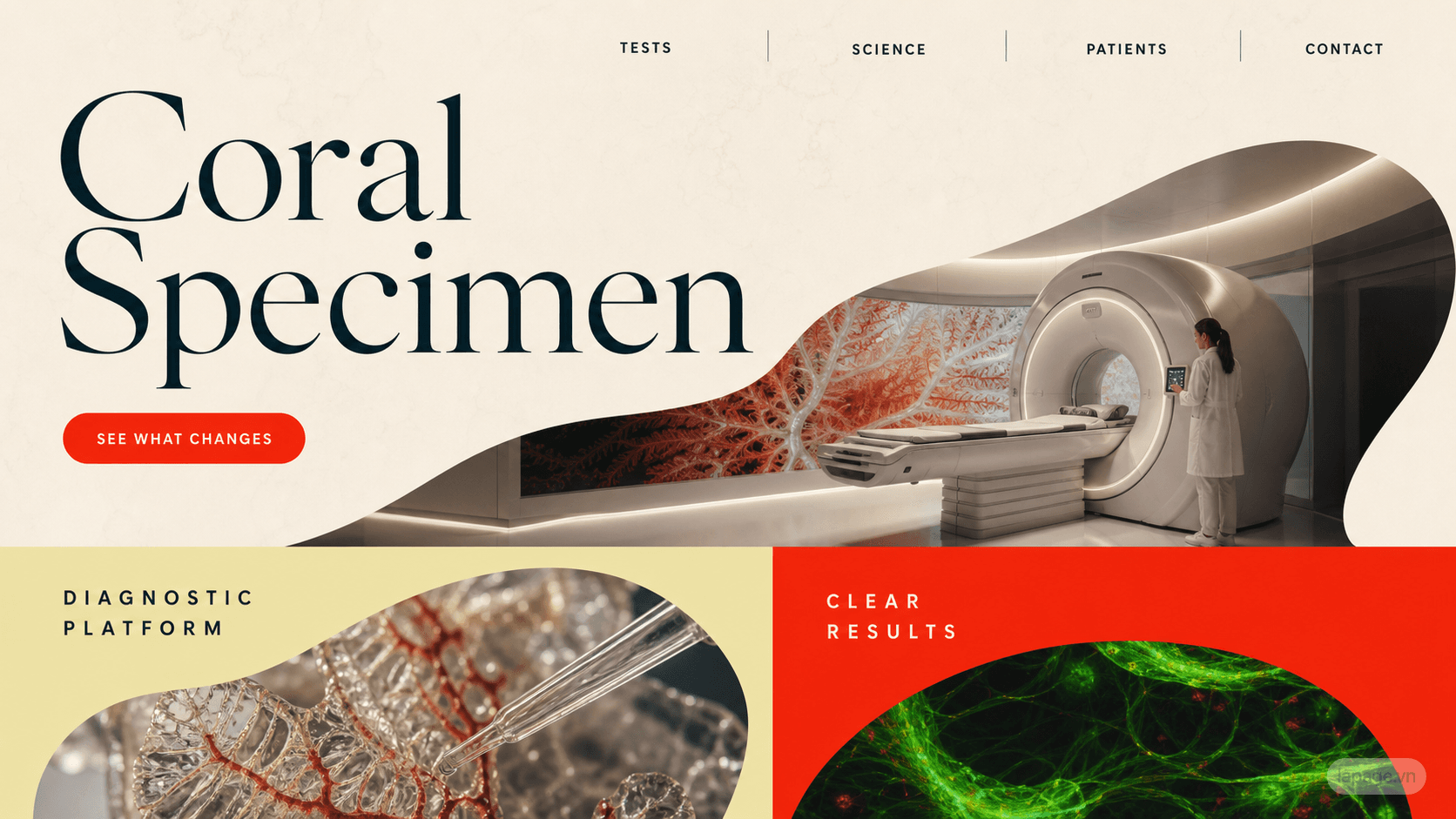 Preview of the related Coral Specimen website direction