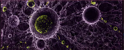 Night Glass Lab Cells