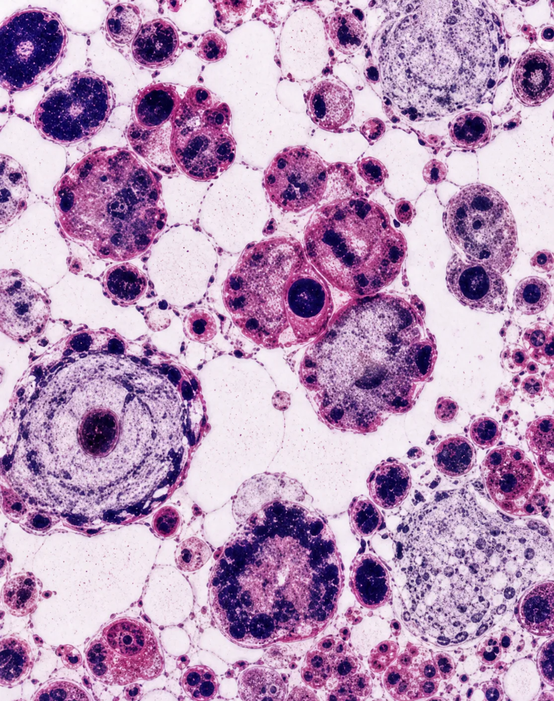 Histology cells under a microscope