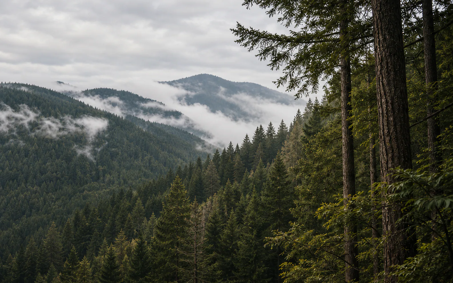 Misty evergreen forest across a mountain valley