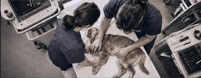 Veterinary team performing a careful procedure