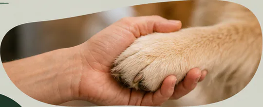 A hand holding a dog's paw during a calm care visit