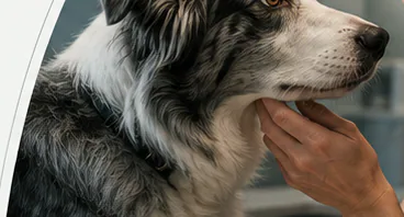 Veterinary surgeon caring for a patient during a procedure