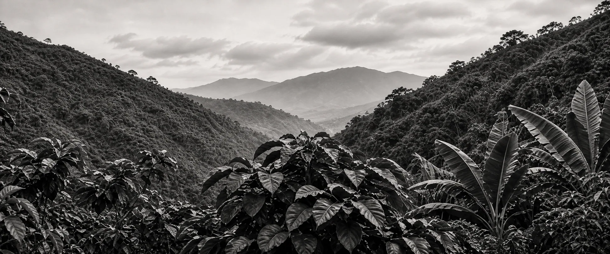 Coffee plants on a misty mountain hillside