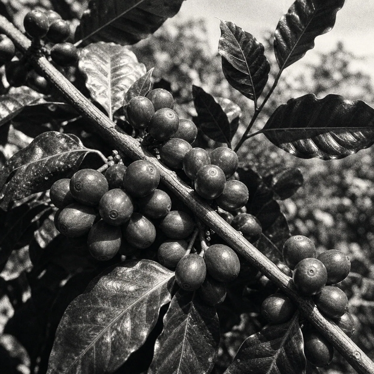 Paper Cup Parade Coffee Cherries
