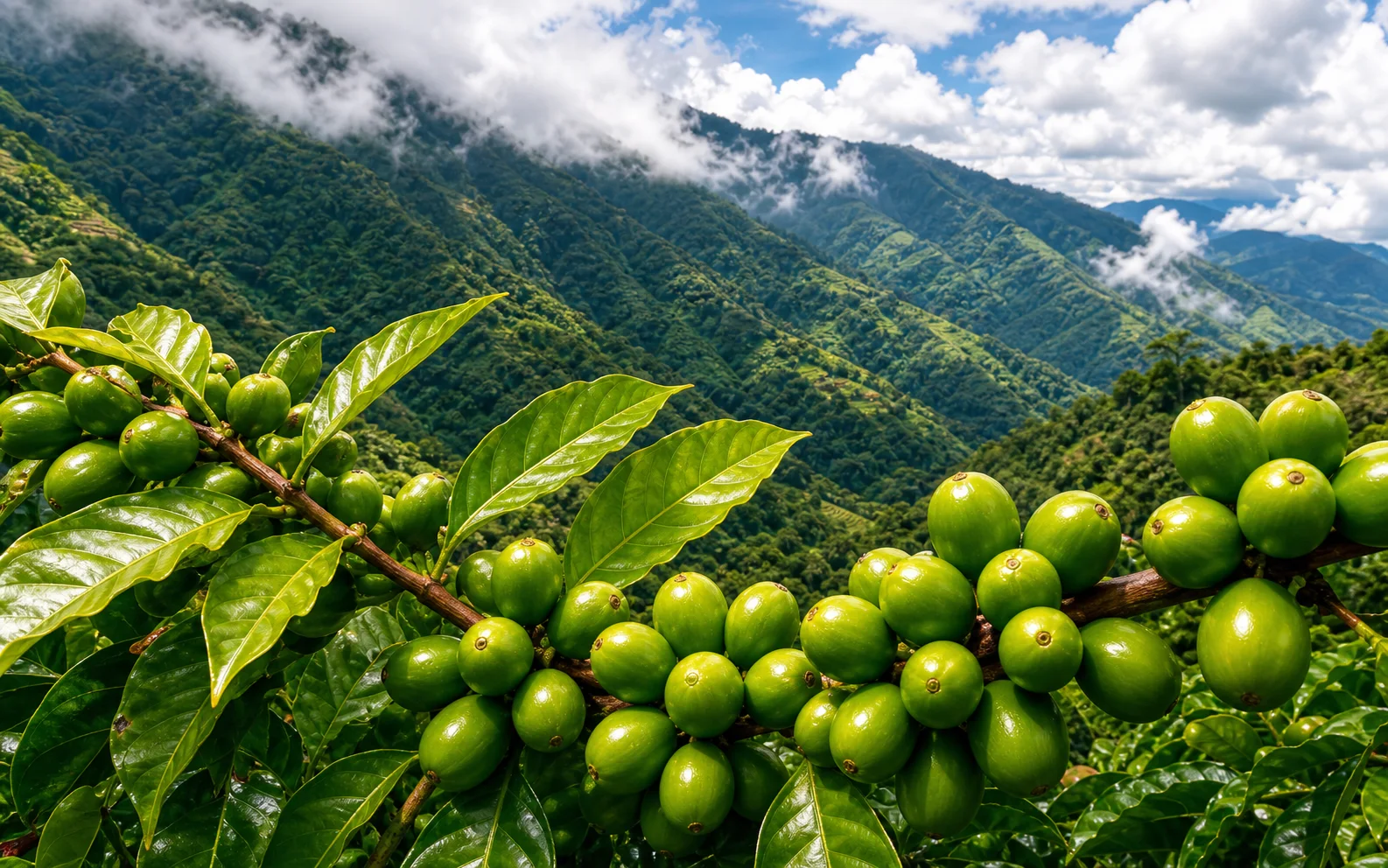 Green coffee cherries and leaves above a mountain valley