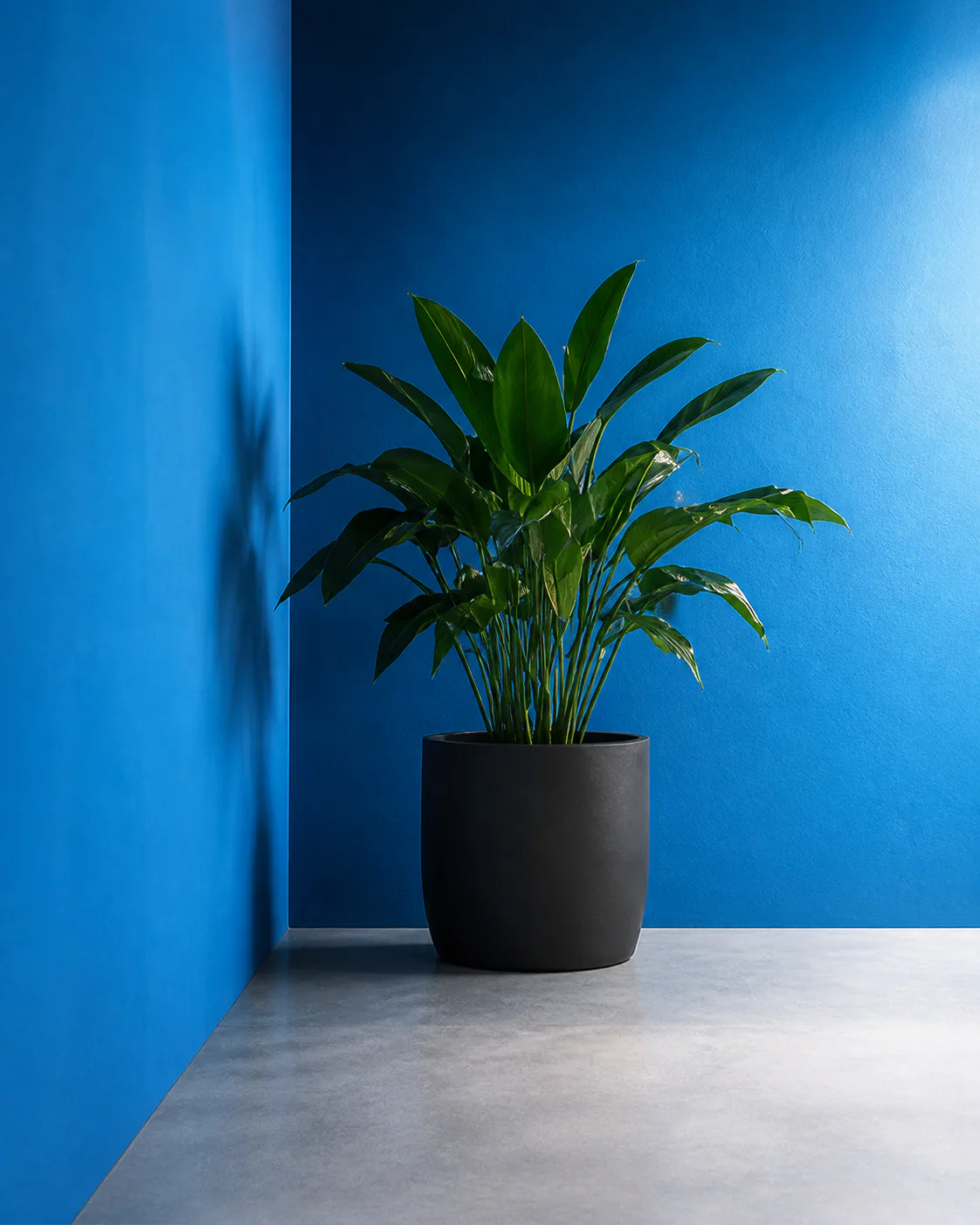 Potted plant in a bright blue alcove