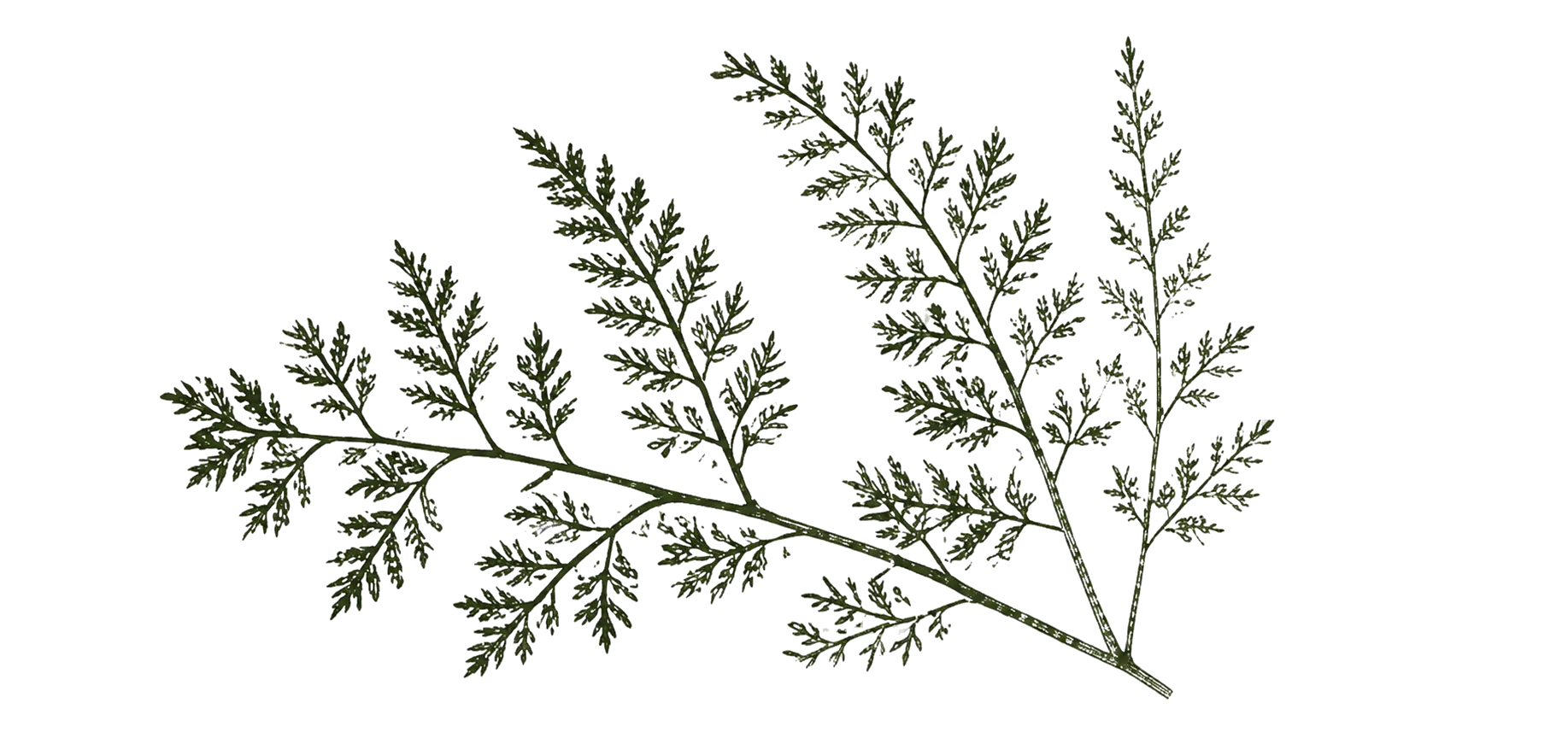 Forest Table Botanical Branch