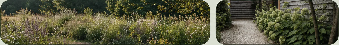 Seasonal meadow planting in soft evening light
