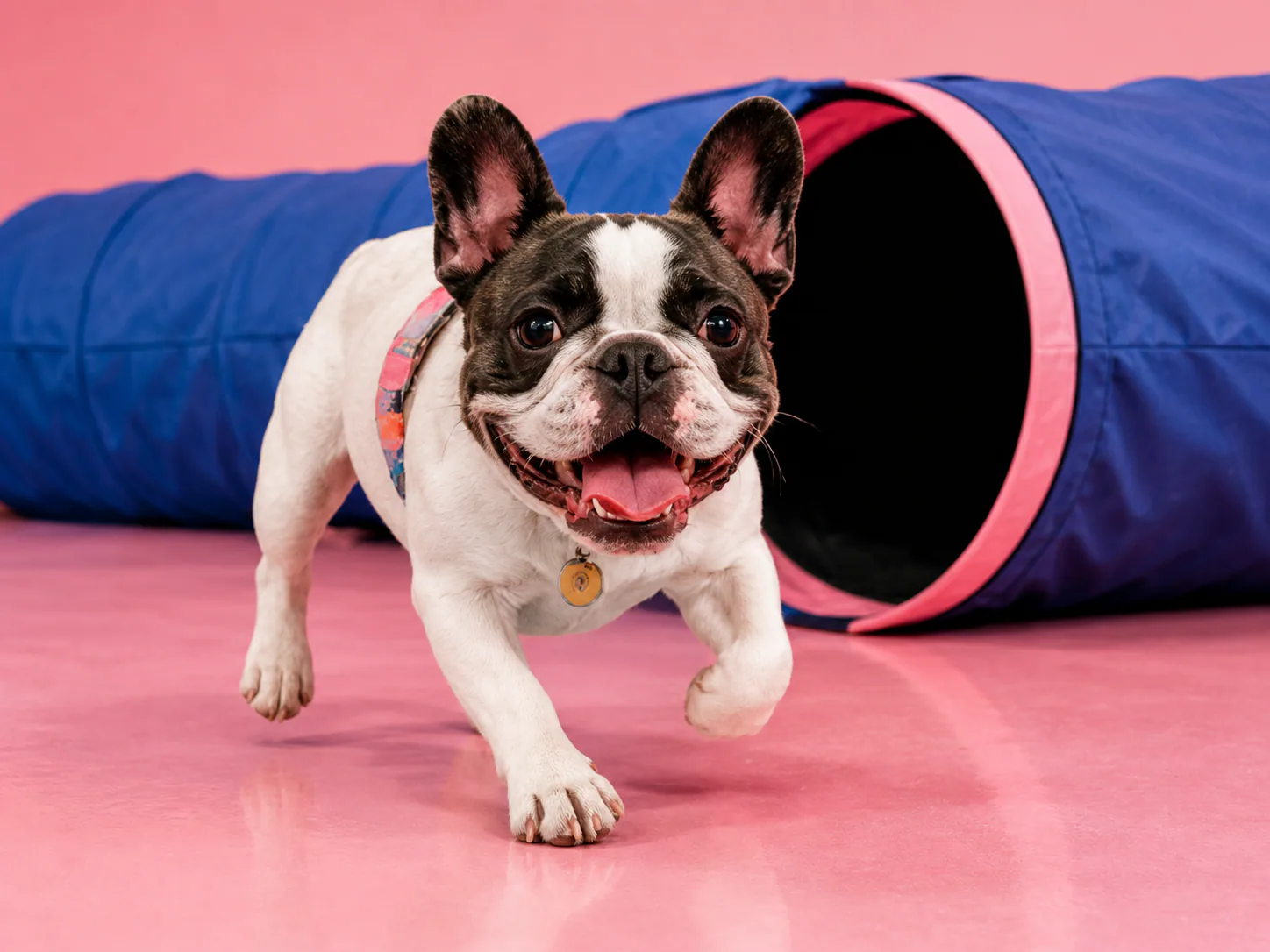 French bulldog running through a colorful play tunnel