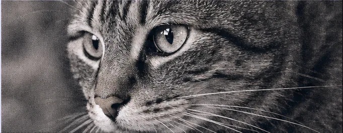 Cat looking toward the camera during a companion care visit