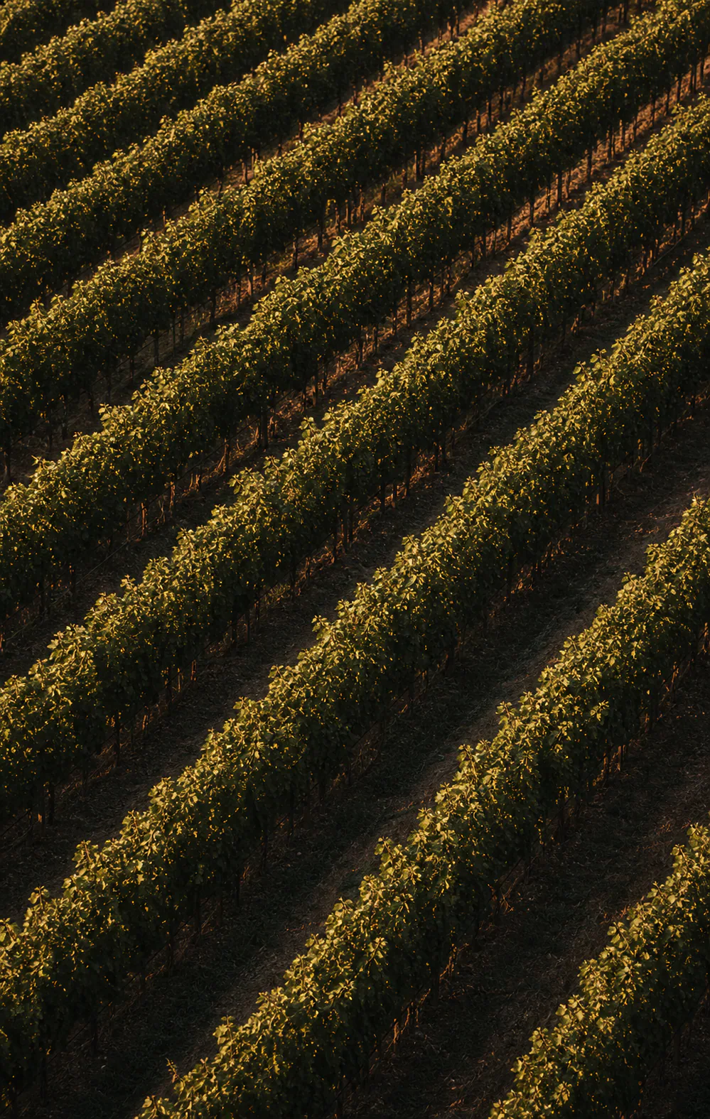Vineyard rows in evening light